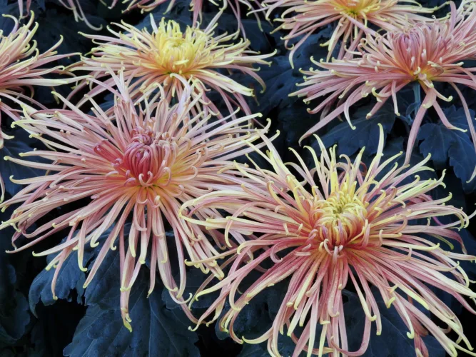 A guide to choosing mums for the fall garden — beyond the classic cushion